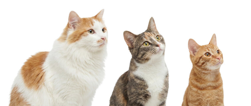 Grupo de tres gatos dom&eacute;sticos sentados, mirando hacia arriba, con pelaje blanco, atigrado y naranja. Retrato de felinos curiosos y adorables, ideal para contenido de mascotas y veterinaria.