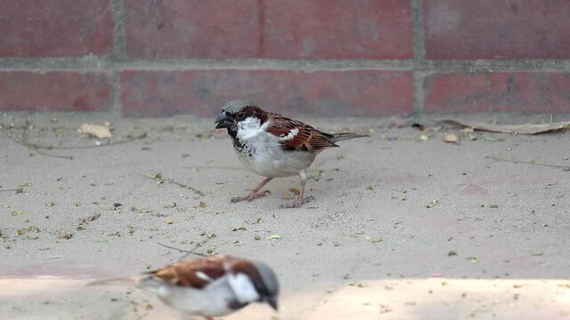 House sparrow (Passer domesticus) foraging for food on the ground near a red brick wall. Close-up of urban wildlife and common garden birds exhibiting natural avian behavior in a city setting