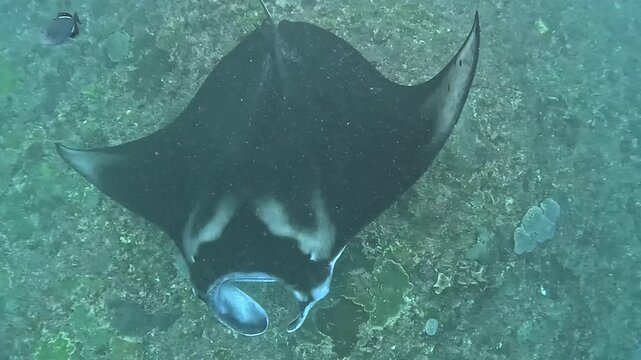 Majestic giant manta rays swim gracefully over tropical coral reefs.