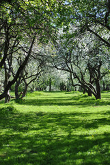 Fototapeta premium Green forest clearing with sunlight grass