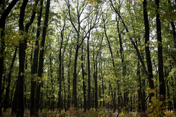 Fototapeta premium Green forest landscape with sunlight through trees