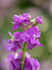 美しい紫のストックの花