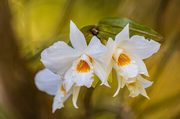 Dendrobium scabrilingue Lindl, Beautiful rare wild orchids in tropical forest of Thailand.