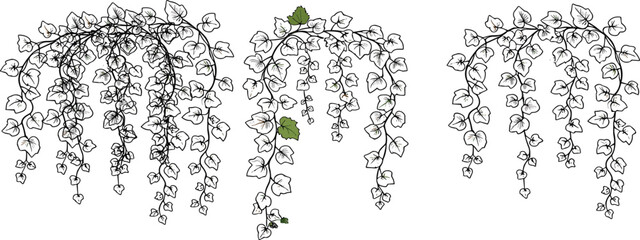 Hand drawn hanging ivy vine vector illustration set with detailed botanical leaves cascading decorative plant elements isolated on background © Sumon Creative