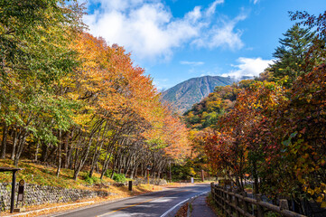 vibrant yellow foliage autumn and rural country road through colorful autumn nature mountain forest and beautiful seasonal landscape and clear sky 
