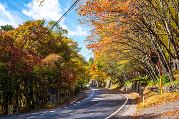 vibrant yellow foliage autumn and rural country road through colorful autumn nature mountain forest and beautiful seasonal landscape and clear sky 