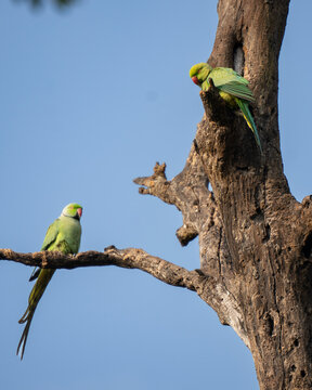 Rose-ringed parakeets on tree branch 