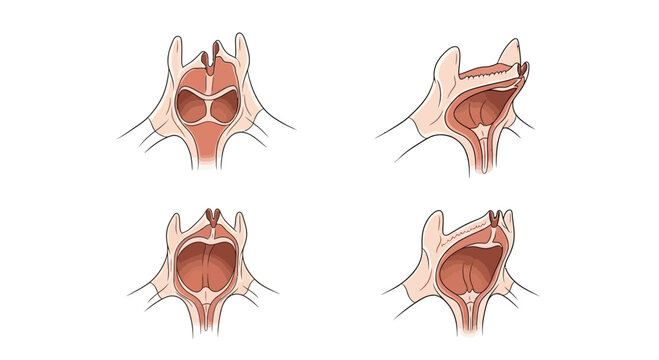 Anatomical Illustration of a Dog's Larynx and Pharynx in Different Positions