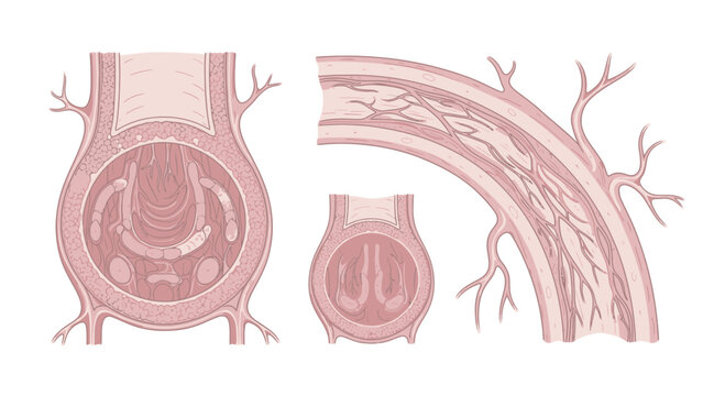 Anatomical illustration of a blood vessel cross-section and longitudinal view