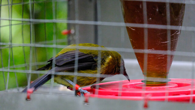 Side profile of New Zealand bellbird Māori language name korimako eating at feeding station in Wellington NZ Aotearoa