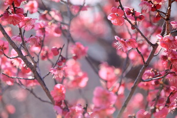 日本の梅園の梅