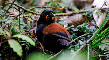 Side profile of New Zealand tīeke saddleback bird foraging on forest floor with bright red wattles in Wellington, NZ Aotearoa