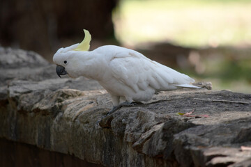The sulphur crested cockatoo  is sitting on a wall. © susan flashman