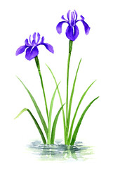 水面に咲くカキツバタの水彩画　アナログ手描き