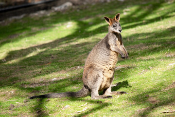 the swamp wallaby is in a field