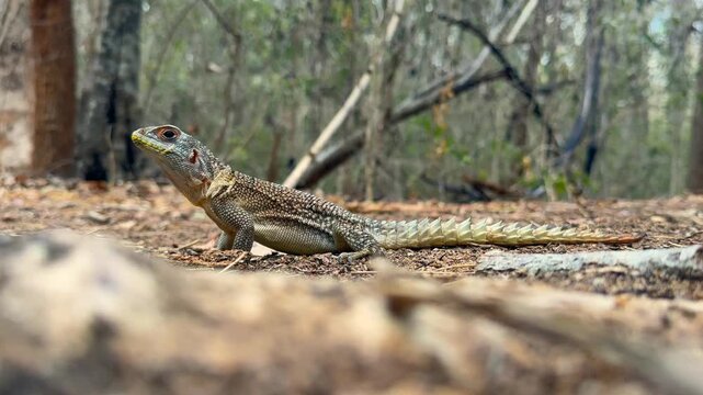 Dum&eacute;ril's Madagascar Swift or Madagascar spotted spiny-tailed iguana (Oplurus quadrimaculatus) in Kirindy Forest. Madagascar.