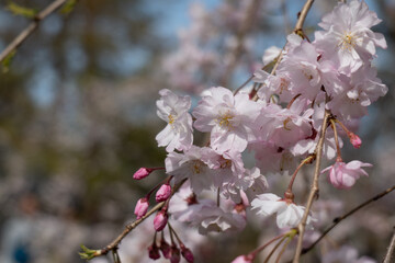 Obraz premium Sakura in Japan