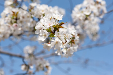 Obraz premium Sakura in Japan