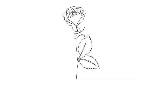 Self animated continuous single line drawing of rose flower. Full length single line art 4K animation
