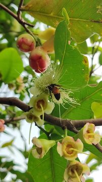 Wasp on wax apple flower, showing pollination activity and detailed insect macro in tropical garden environment.