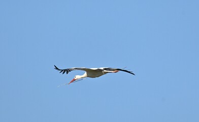 Obraz premium Stork, Ciconia ciconia, in flight with spread wings