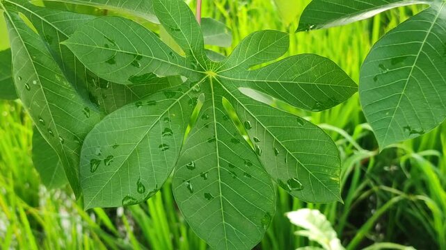 Fresh cassava leaves covered with rain droplets after rainfall, showing natural tropical plant beauty in outdoor environment.