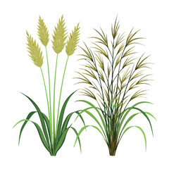 Fototapeta premium wheat and wild grass plants, green and golden leaves