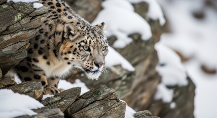 Fototapeta premium Majestic snow leopard stealthily traverses rocky terrain amidst winter landscape