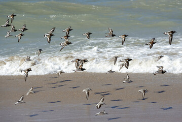 Fototapeta premium Groupe de bécasseaux sanderling en vol au bord de l'océan atlantique au Sénégal