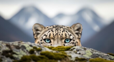 Obraz premium Snow leopard with striking blue eyes peering over moss-covered rock in mountainous habitat