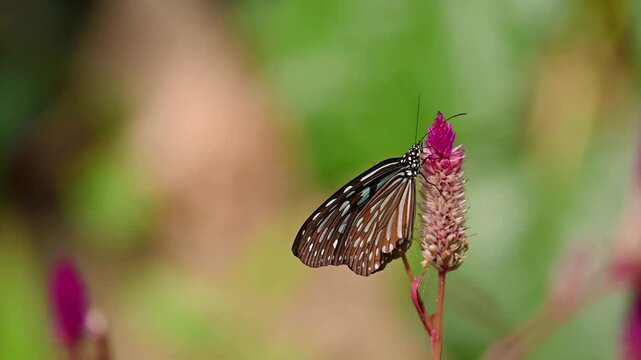 Ceylon Blue Glassy Tiger Butterfly in Slow Motion &ndash; Feeding on Vibrant Pink Flower Spike with Dark Brown Wings and White-Blue Spots, Surrounded by Soft Green-Brown Background, Before Slowly Flying Awa