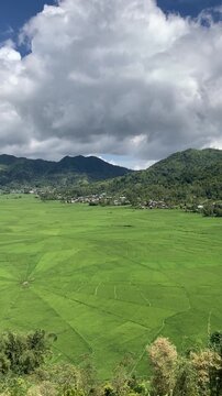 Aerial Lingko spider web rice fields Cancar Manggarai, Vertical Video