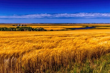 Golden wheat field stretching to a distant river and buildings