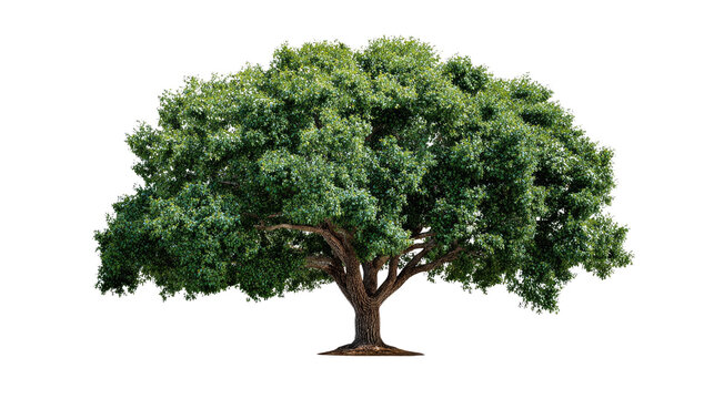  Majestic Green Tree: A striking solitary tree with a broad, flourishing canopy of lush green foliage, thriving with its roots firmly planted, radiates strength and timeless beauty.