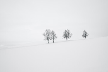 Fototapeta premium trees in snow