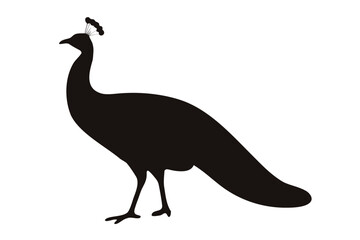 Peacock, Elegant Bird Silhouette
