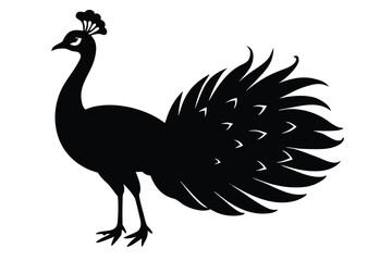 Fototapeta premium Peacock, Bird Silhouette