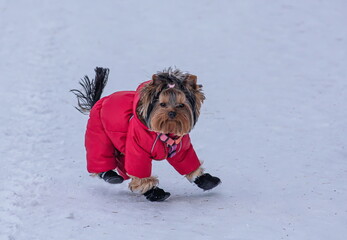 a small Yorkshire terrier in a red jacket and black boots in winter.The dog has a brown-black coat.