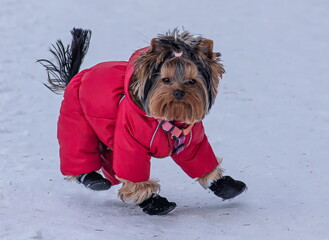 a small Yorkshire terrier in a red jacket and black boots in winter.The dog has a brown-black coat.