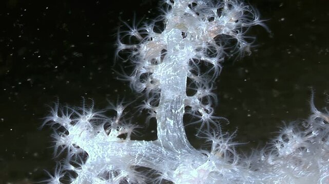 Experience a close-up of dendronephthya soft coral swaying gently in the dark depths. Watch as this mesmerizing underwater organism undulates with the ocean current.
