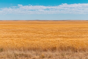 Fototapeta premium Golden wheat field stretching to horizon under a partly cloudy sky