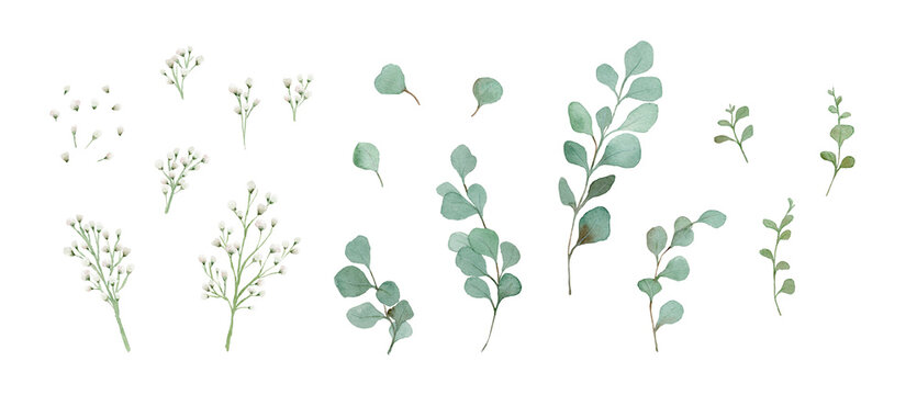 Watercolor Eucalyptus and Baby's Breath Set: Floral Greenery and White Fillers for Wedding and Bouquet Design-300dpi-