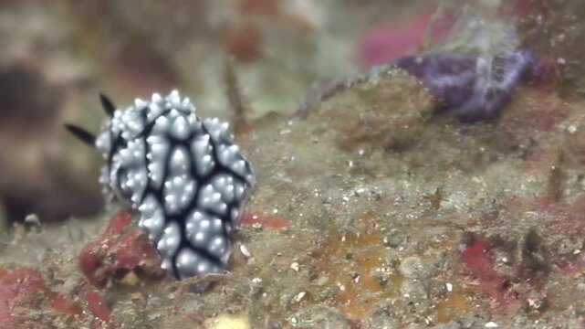 A Gymnodoris ceylonica nudibranch slowly travels across a colorful Coral Reef. Observe its unique black and white pattern and cephalic tentacles as it explores its underwater home.
