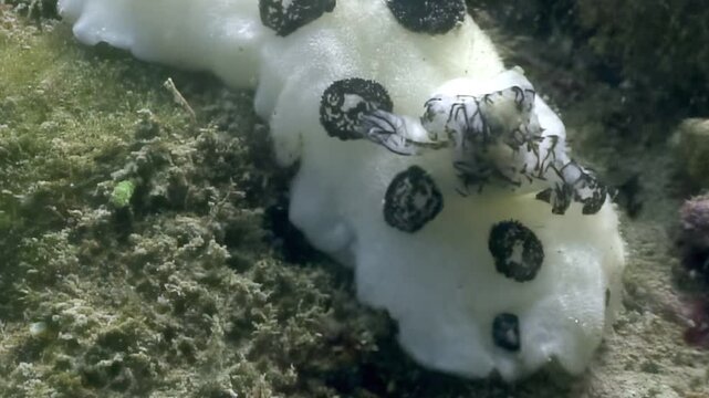 A sea bunny, or Jorunna parva, moves slowly across the reef bottom during the day. This small nudibranch feeds on algae near the coral. It's a captivating underwater animal in its habitat.