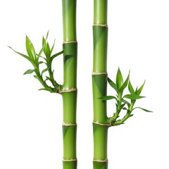 Fototapeta premium Three bamboo stalks with leaves growing from their sides against a white background
