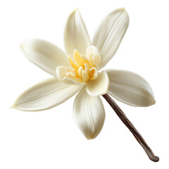Obraz premium Delicate white vanilla orchid flower with yellow center on brown stem, isolated on transparent background