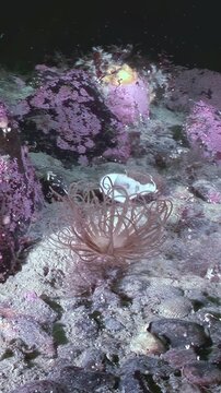 Observe the captivating Pachycerianthus fimbriatus, a tubular anemone worm, thriving in its Arctic underwater home. The sea anemone exhibits its mesmerizing tentacles in the cold, dark environment.
