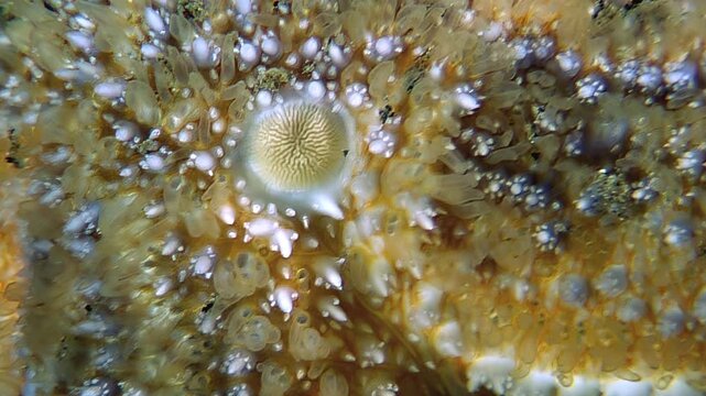 See an up-close view of a starfish. Watch the creature move slightly in the shallow waters off the coast of the White Sea. This look at marine life captures detail of the animal.