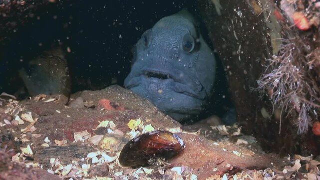 Witness close encounter with Anarhichas lupus, Atlantic wolffish, resting in its rocky lair on ocean floor. Observe unique features of this fascinating sea creature in its natural habitat.