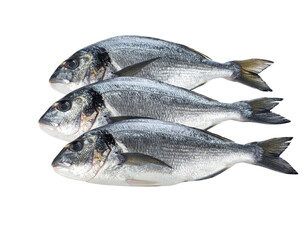 Obraz premium Three Fresh Silver Fish Prepared for Culinary Presentation on Transparent Background with Healthy Appeal